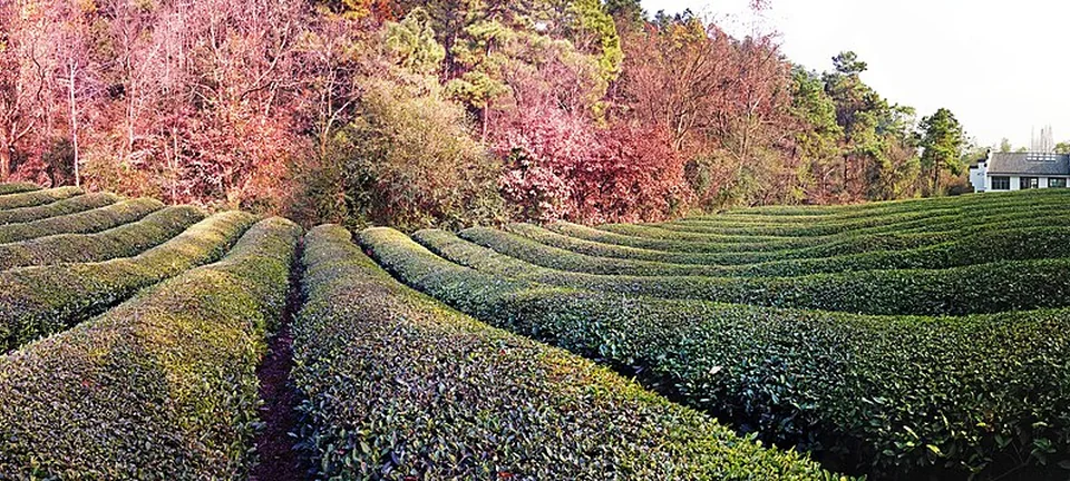 宣城敬亭山茶园